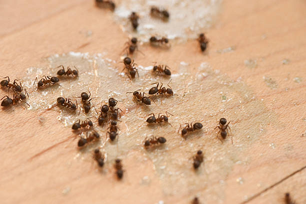 Best Pest Control Near Me  in Sans Souci, SC
